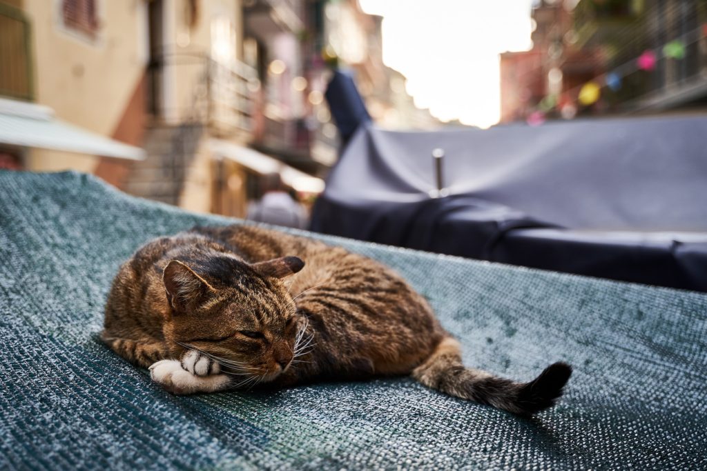 gatto pigro