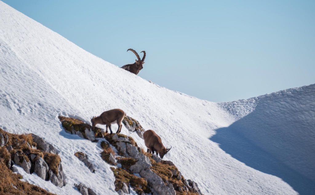 fauna di montagna