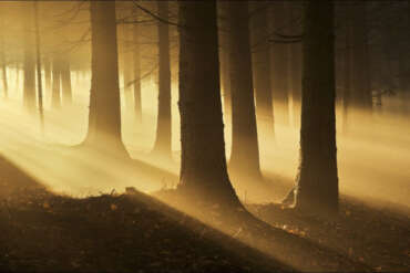 Come guidare in sicurezza nella nebbia