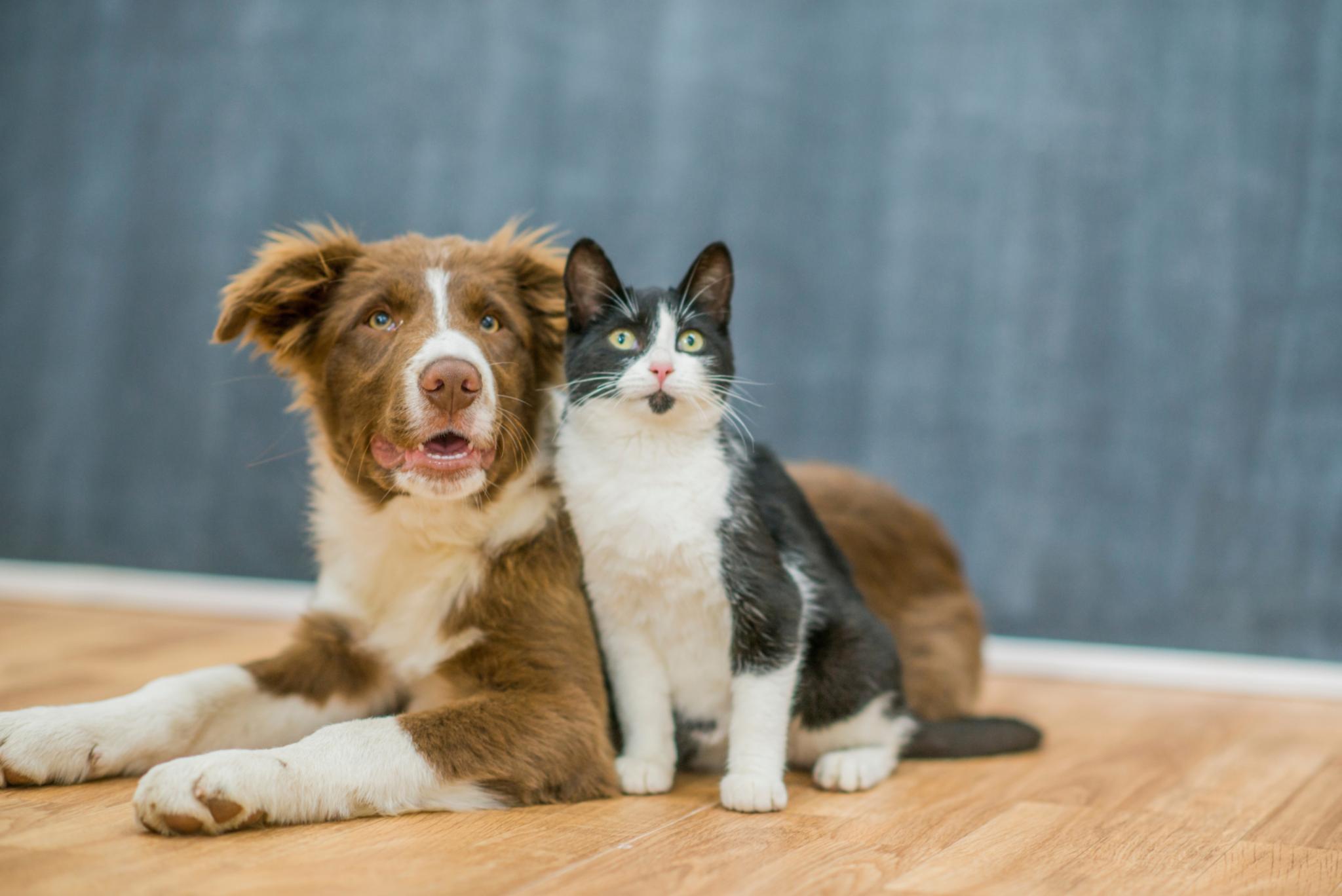cani e gatti